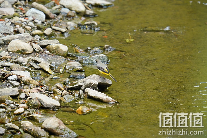 Sigma 150-600mm F5-6.3 DG DN OS Sport 评测：超望远的性价比之选