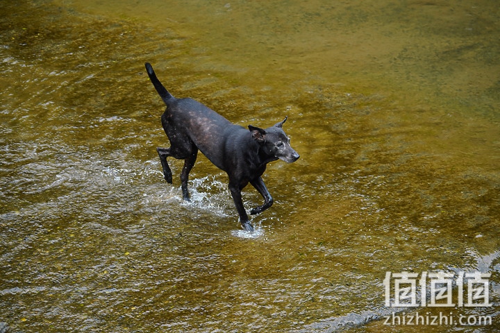 Sigma 150-600mm F5-6.3 DG DN OS Sport 评测：超望远的性价比之选