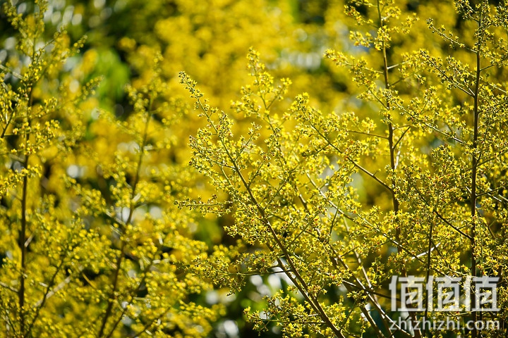 Sigma 150-600mm F5-6.3 DG DN OS Sport 评测：超望远的性价比之选