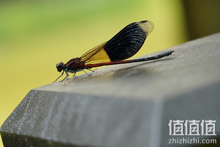 Sigma 150-600mm F5-6.3 DG DN OS Sport 评测：超望远的性价比之选