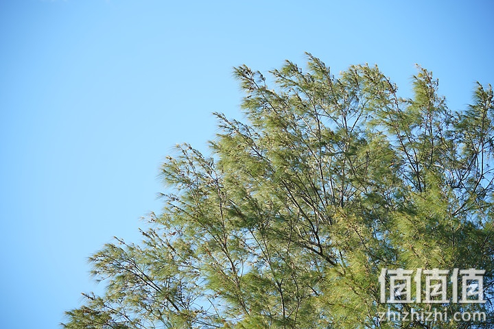 Sigma 150-600mm F5-6.3 DG DN OS Sport 评测：超望远的性价比之选