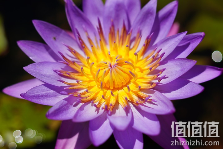 Sigma 150-600mm F5-6.3 DG DN OS Sport 评测：超望远的性价比之选
