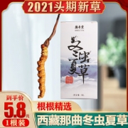百年老字号 德杏堂 DeXingHall 2021头期新草 西藏那曲 冬虫夏草 1根