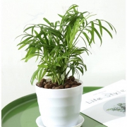云寒 袖珍椰子15cm 不含盆