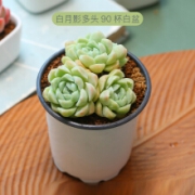 MUMUHOME 多肉植物组合 盆栽 90 含盆