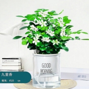 有券的上：菜友 水培九里香 含早安盆