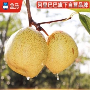 盒马鲜生 砀山酥梨4.5斤 当季精品果