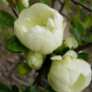 限用户：海棠花 白花贴梗海棠 不含盆