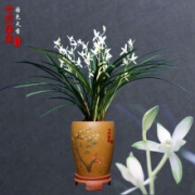 玫绚 兰花 国色天香 1苗新手试养