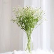 PLUS会员：FlowerPlus 花加 洋甘菊1扎