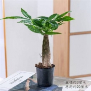 云寒 小发财树 高20cm