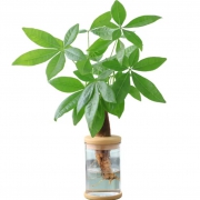 plus会员：花东π对  水培植物 发财树 懒人盆