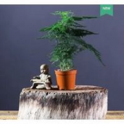 非屿  精品文竹盆栽 含简易盆
