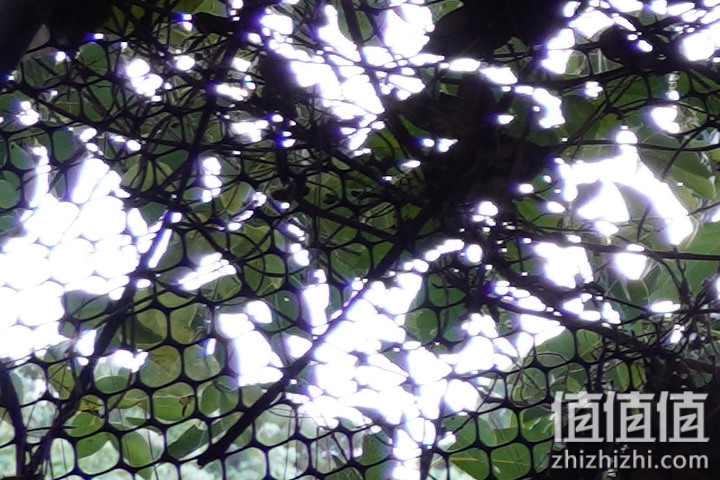 Sigma 18-50mm f/2.8 DC DN Contemporary 评测：290g的副厂镜皇就是香！