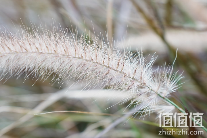 Tamron 28-75mm F/2.8 Di III VXD G2 新旧对决：对焦提升、散景表现更优异！