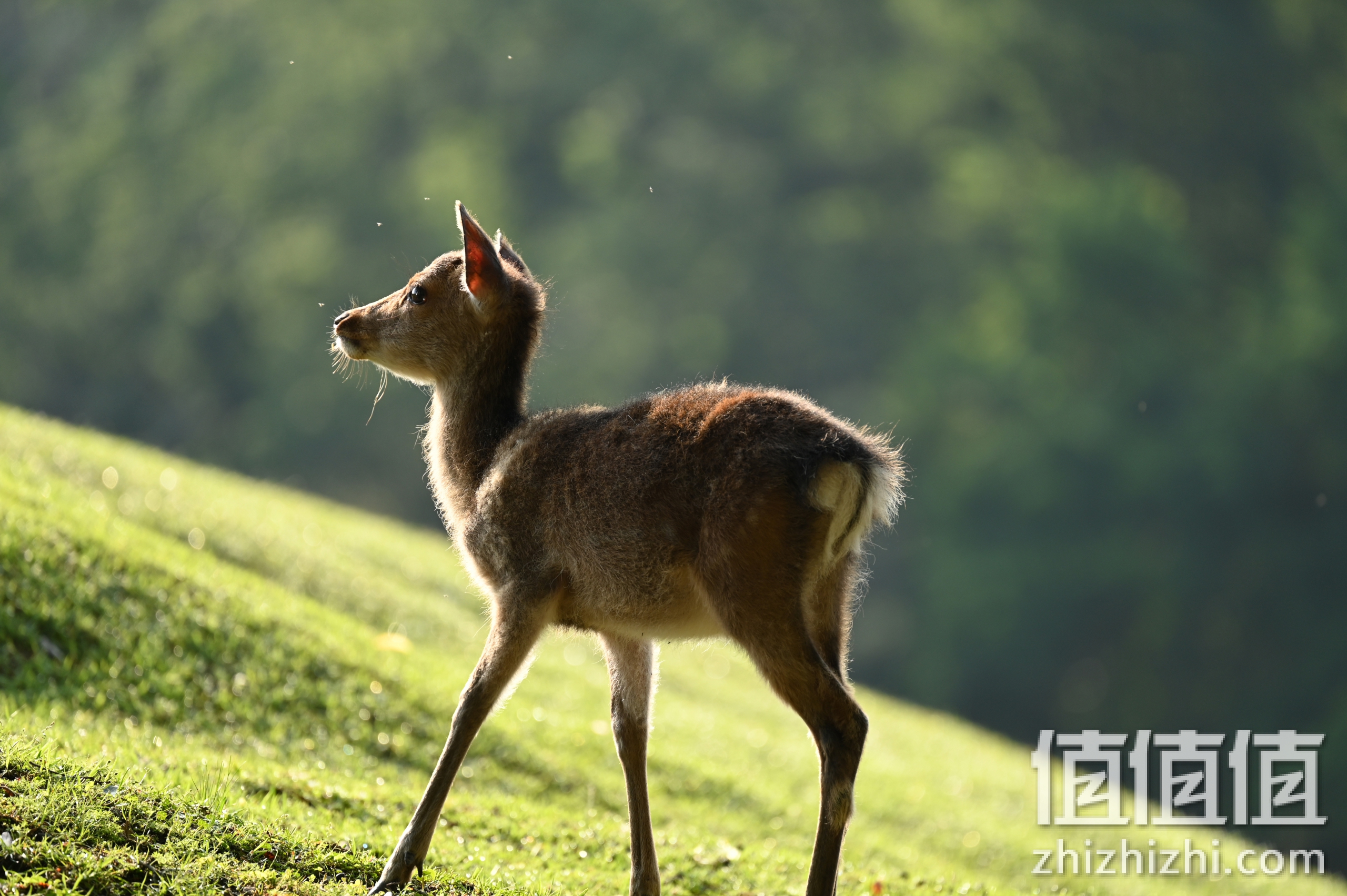 尼康Nikkor Z 100-400mm f/4.5-5.6 VR S样张