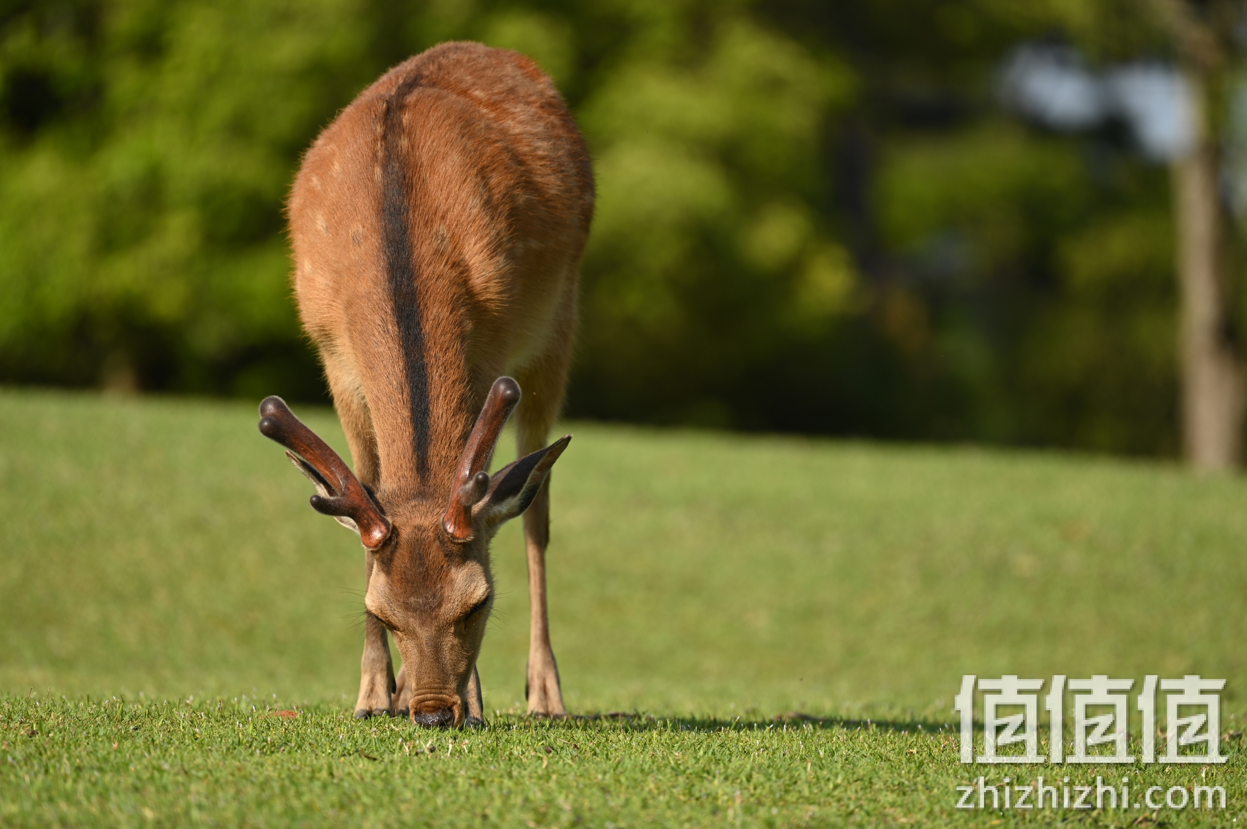 尼康Nikkor Z 100-400mm f/4.5-5.6 VR S样张