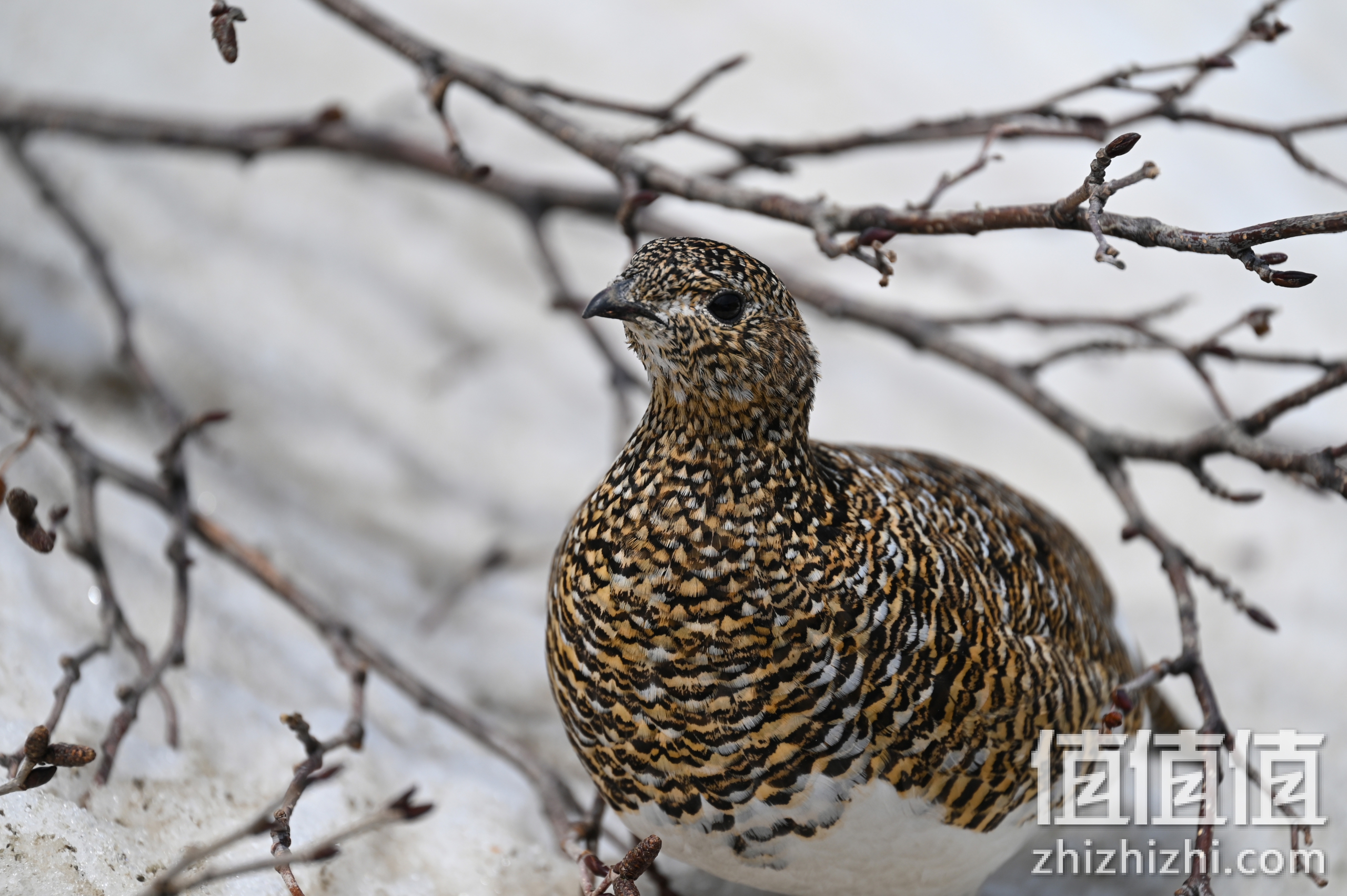 尼康Nikkor Z 100-400mm f/4.5-5.6 VR S样张