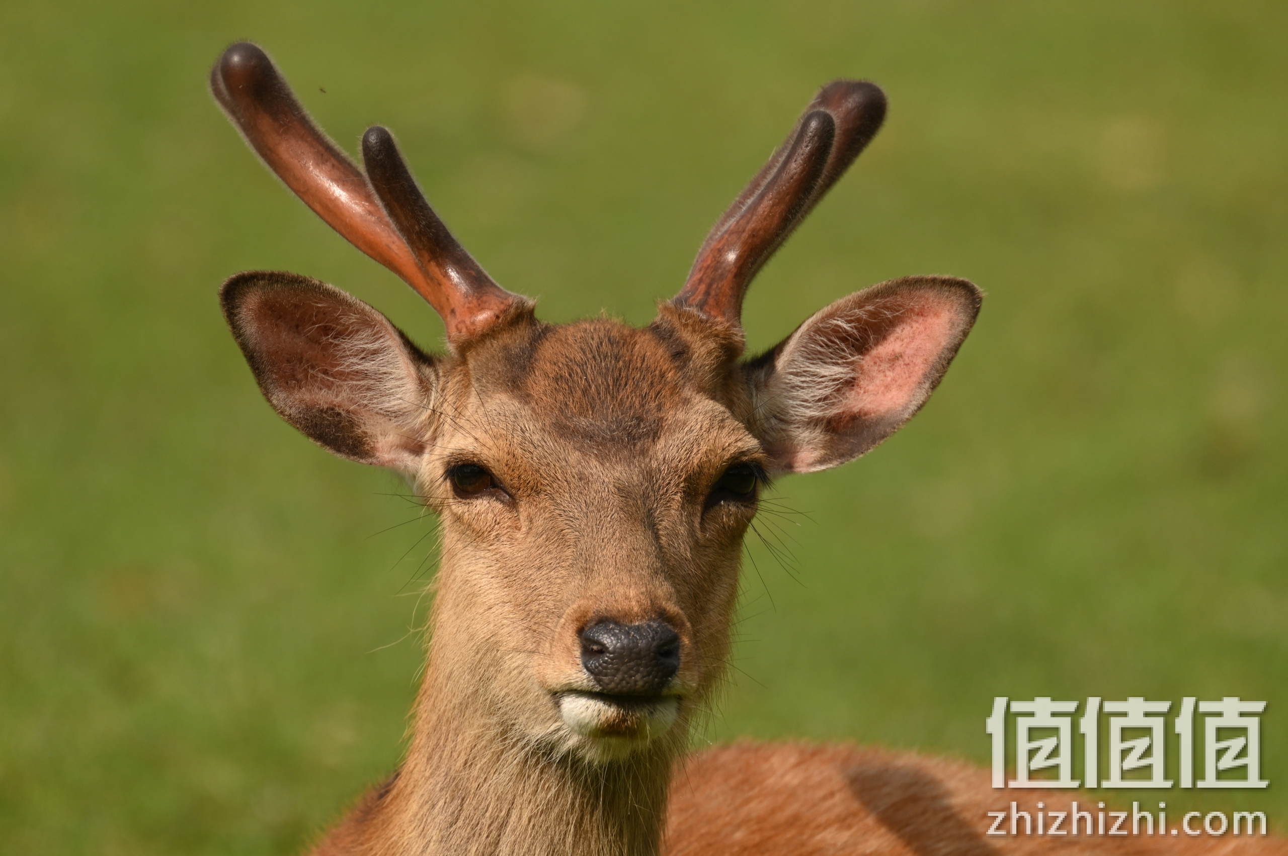 尼康Nikkor Z 100-400mm f/4.5-5.6 VR S样张