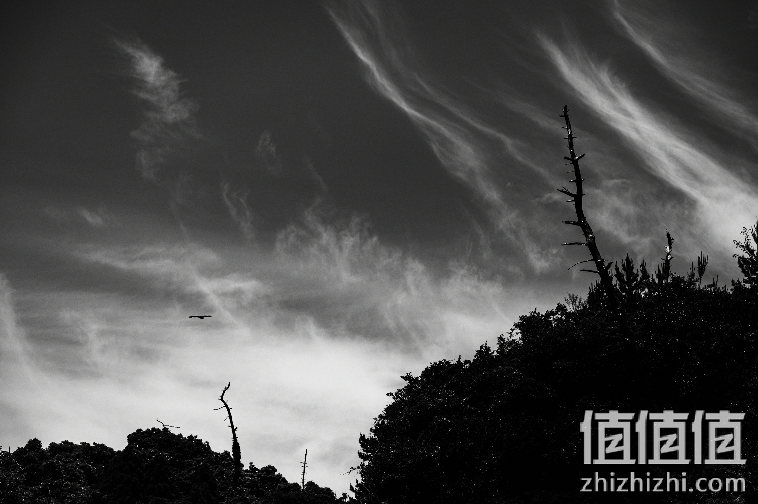 尼康Nikkor Z 100-400mm f/4.5-5.6 VR S样张