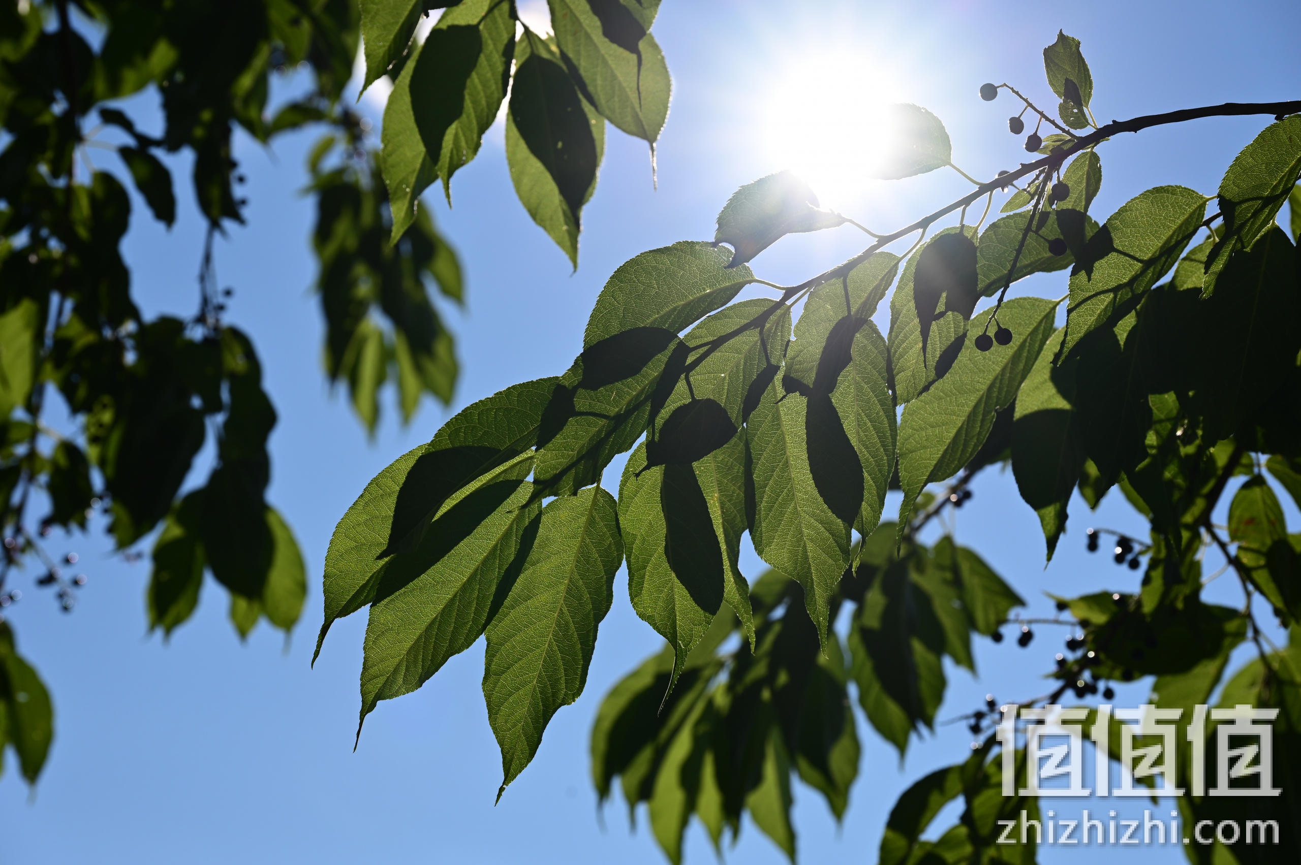 尼克尔Z 24-120mm f/4 S样张