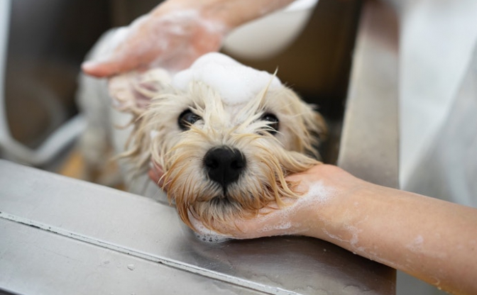 狗狗洗毛精怎么选？犬用洗毛精选购指南