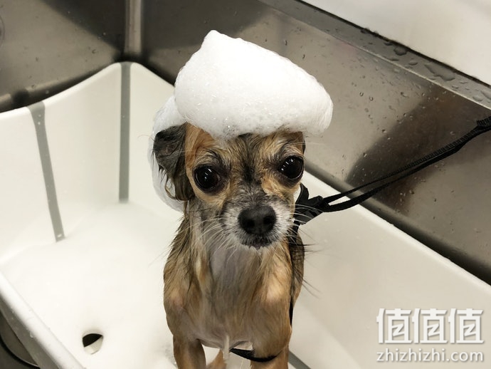 狗狗洗毛精怎么选？犬用洗毛精选购指南