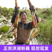 洪湖农家 现挖现发带泥莲藕 5斤装