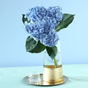 FlowerPlus 花加 绣球1枝 颜色随机