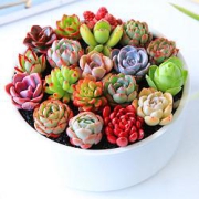 花无痕精品5棵多肉含盆土