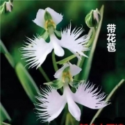 白鹭纷飞 带花苞 单苗不含盆