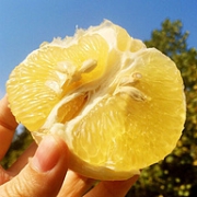 唐鲜生 黄金葡萄柚 5斤彩箱装（3-5个）