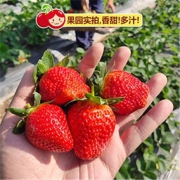 PLUS会员：大凉山红颜牛奶草莓 中果10-15g 3斤