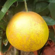 舌香夫人黄金葡萄柚净重4.5-5斤