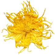 徽春堂 金丝皇菊 20g