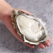 PLUS会员：参味臻鲜 乳山生蚝 XXXXL特大号 5斤*2件