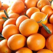 PLUS会员：臻瀚伯农赣南脐橙10斤特惠装（净重9斤）单果70-75mm