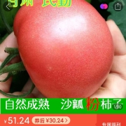 甘肃沙漠番茄西红柿农家自种新鲜可生吃自熟蔬菜水果3-8斤包邮