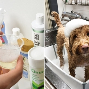 17款狗狗洗发水评测
