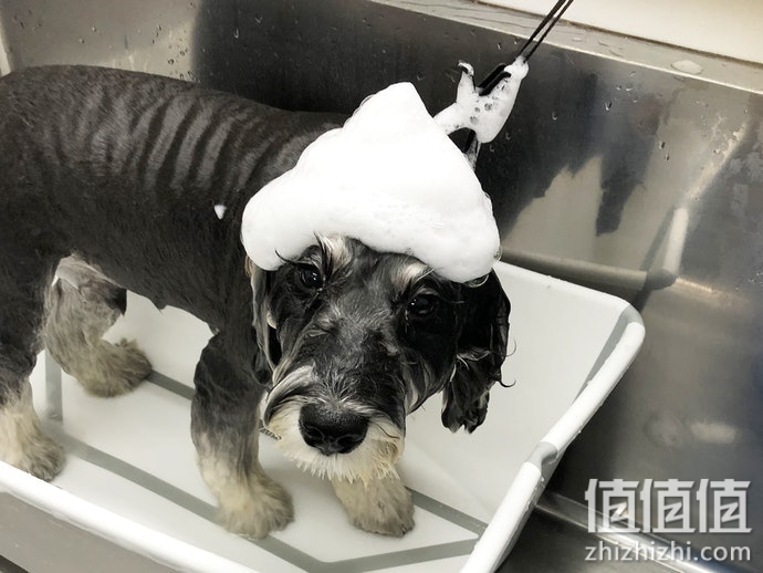 17款狗狗洗发水评测