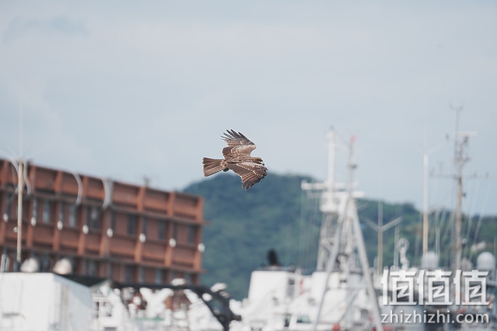 Sony FE 70-200mm f/2.8 GM OSS II 评测：全方位进化 同级最轻巧