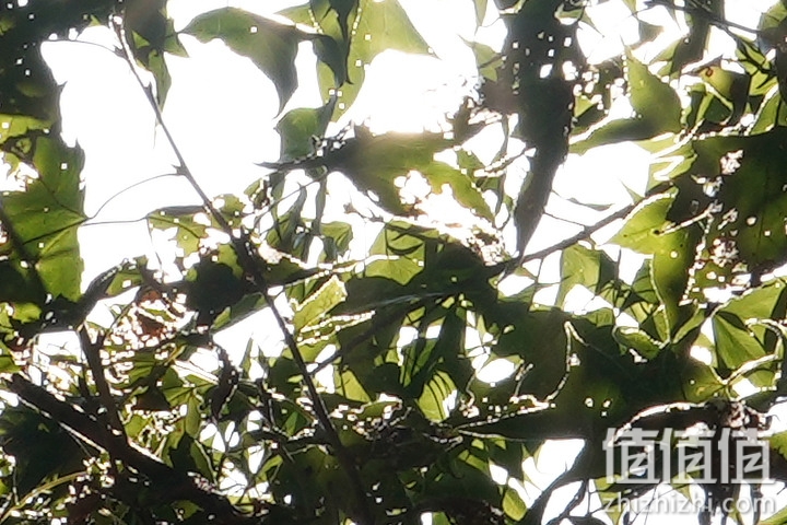 Sony FE 70-200mm f/2.8 GM OSS II 评测：全方位进化 同级最轻巧
