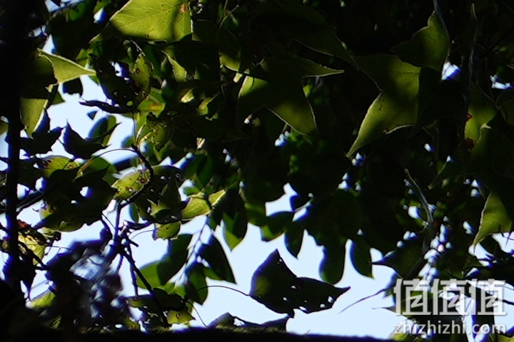 Sony FE 70-200mm f/2.8 GM OSS II 评测：全方位进化 同级最轻巧