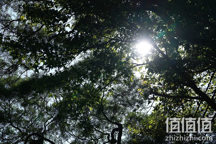 Sony FE 70-200mm f/2.8 GM OSS II 评测：全方位进化 同级最轻巧