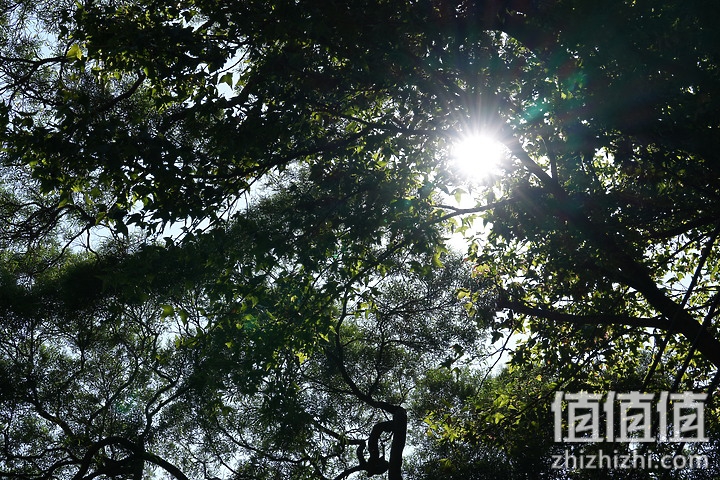 Sony FE 70-200mm f/2.8 GM OSS II 评测：全方位进化 同级最轻巧