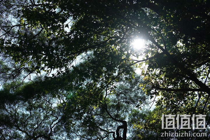 Sony FE 70-200mm f/2.8 GM OSS II 评测：全方位进化 同级最轻巧