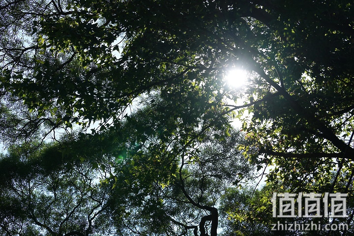 Sony FE 70-200mm f/2.8 GM OSS II 评测：全方位进化 同级最轻巧