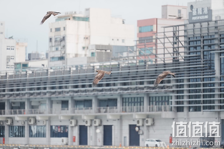 Sony FE 70-200mm f/2.8 GM OSS II 评测：全方位进化 同级最轻巧