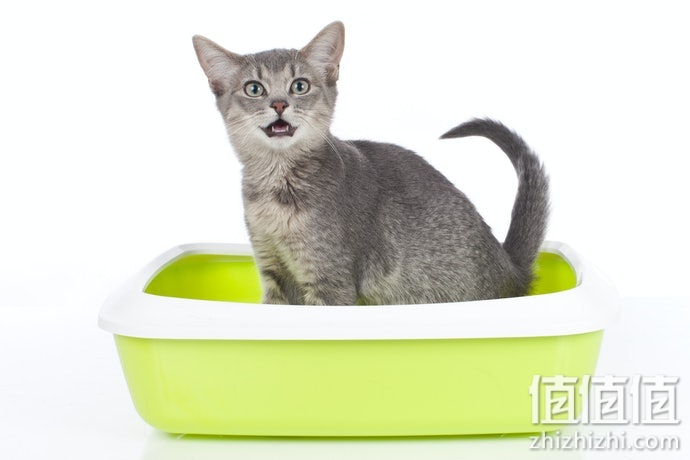 猫砂垫怎么选？猫砂垫选购指南