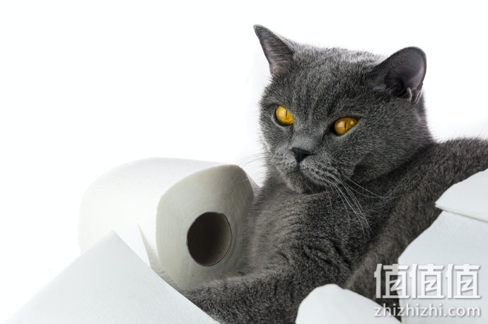 猫砂垫怎么选？猫砂垫选购指南